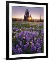 Sunrise in Mt. Rainier National Park During Wildflower Season-Miles Morgan-Framed Premium Photographic Print