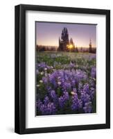 Sunrise in Mt. Rainier National Park During Wildflower Season-Miles Morgan-Framed Premium Photographic Print