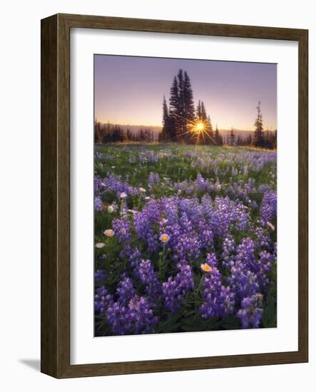 Sunrise in Mt. Rainier National Park During Wildflower Season-Miles Morgan-Framed Photographic Print