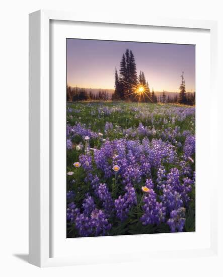 Sunrise in Mt. Rainier National Park During Wildflower Season-Miles Morgan-Framed Photographic Print