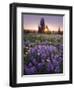 Sunrise in Mt. Rainier National Park During Wildflower Season-Miles Morgan-Framed Photographic Print