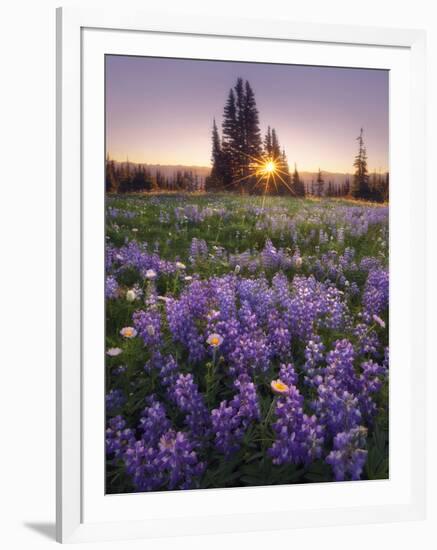 Sunrise in Mt. Rainier National Park During Wildflower Season-Miles Morgan-Framed Photographic Print