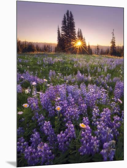 Sunrise in Mt. Rainier National Park During Wildflower Season-Miles Morgan-Mounted Photographic Print