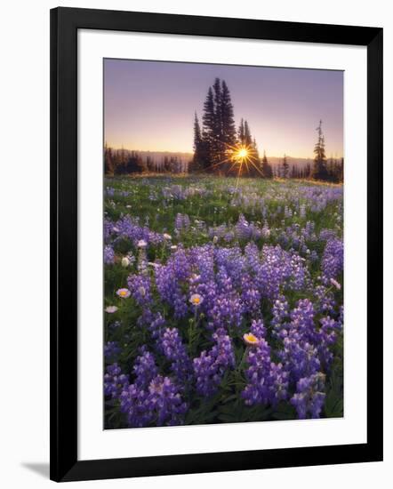 Sunrise in Mt. Rainier National Park During Wildflower Season-Miles Morgan-Framed Photographic Print