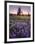 Sunrise in Mt. Rainier National Park During Wildflower Season-Miles Morgan-Framed Photographic Print