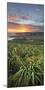 Sunrise in Sandy Mount, Dunedin, Otago, South Island, New Zealand-Rainer Mirau-Mounted Photographic Print