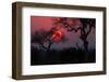 Sunrise in the African Savanna Kruger National Park South Africa-francesco de marco-Framed Photographic Print