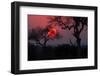 Sunrise in the African Savanna Kruger National Park South Africa-francesco de marco-Framed Photographic Print