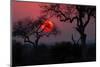 Sunrise in the African Savanna Kruger National Park South Africa-francesco de marco-Mounted Photographic Print