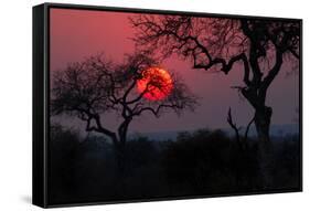 Sunrise in the African Savanna Kruger National Park South Africa-francesco de marco-Framed Stretched Canvas