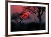 Sunrise in the African Savanna Kruger National Park South Africa-francesco de marco-Framed Photographic Print