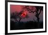 Sunrise in the African Savanna Kruger National Park South Africa-francesco de marco-Framed Photographic Print