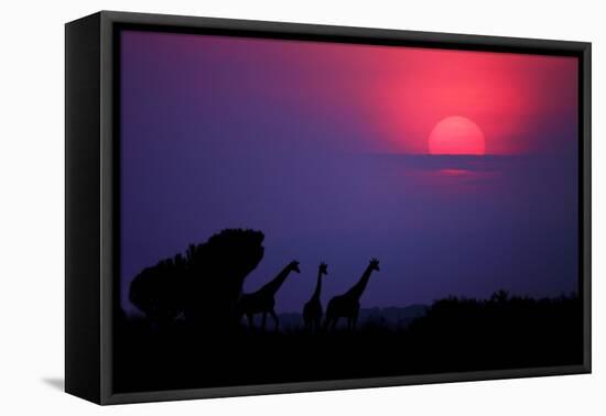 Sunrise in Uganda-Nicolás Merino-Framed Stretched Canvas