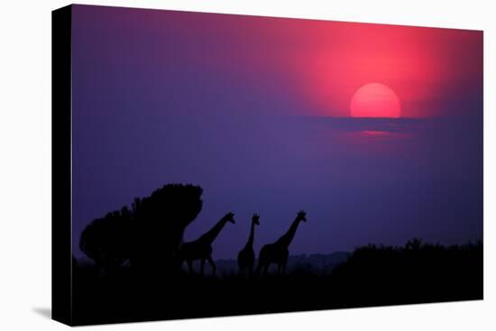 Sunrise in Uganda-Nicolás Merino-Stretched Canvas