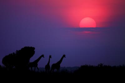https://imgc.allpostersimages.com/img/posters/sunrise-in-uganda_u-L-Q11DL3I0.jpg?artPerspective=n
