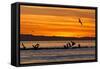 Sunrise, Isla Rasa, Gulf of California (Sea of Cortez), Baja California, Mexico, North America-Michael Nolan-Framed Stretched Canvas