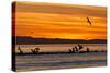 Sunrise, Isla Rasa, Gulf of California (Sea of Cortez), Baja California, Mexico, North America-Michael Nolan-Stretched Canvas