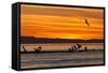 Sunrise, Isla Rasa, Gulf of California (Sea of Cortez), Baja California, Mexico, North America-Michael Nolan-Framed Stretched Canvas