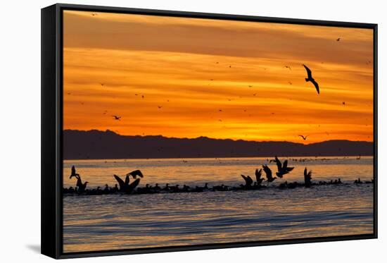 Sunrise, Isla Rasa, Gulf of California (Sea of Cortez), Baja California, Mexico, North America-Michael Nolan-Framed Stretched Canvas