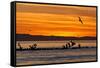 Sunrise, Isla Rasa, Gulf of California (Sea of Cortez), Baja California, Mexico, North America-Michael Nolan-Framed Stretched Canvas