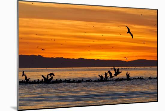 Sunrise, Isla Rasa, Gulf of California (Sea of Cortez), Baja California, Mexico, North America-Michael Nolan-Mounted Photographic Print