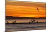 Sunrise, Isla Rasa, Gulf of California (Sea of Cortez), Baja California, Mexico, North America-Michael Nolan-Mounted Photographic Print