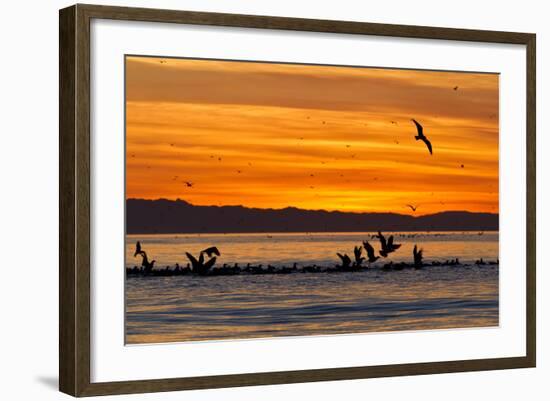 Sunrise, Isla Rasa, Gulf of California (Sea of Cortez), Baja California, Mexico, North America-Michael Nolan-Framed Photographic Print