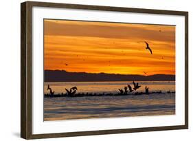 Sunrise, Isla Rasa, Gulf of California (Sea of Cortez), Baja California, Mexico, North America-Michael Nolan-Framed Photographic Print