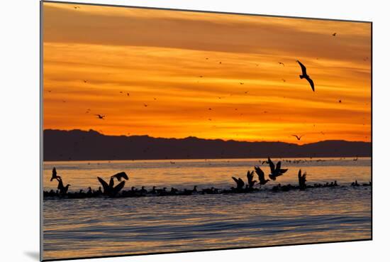 Sunrise, Isla Rasa, Gulf of California (Sea of Cortez), Baja California, Mexico, North America-Michael Nolan-Mounted Photographic Print