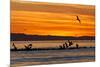 Sunrise, Isla Rasa, Gulf of California (Sea of Cortez), Baja California, Mexico, North America-Michael Nolan-Mounted Photographic Print