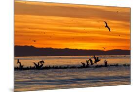 Sunrise, Isla Rasa, Gulf of California (Sea of Cortez), Baja California, Mexico, North America-Michael Nolan-Mounted Photographic Print