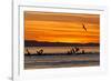 Sunrise, Isla Rasa, Gulf of California (Sea of Cortez), Baja California, Mexico, North America-Michael Nolan-Framed Photographic Print