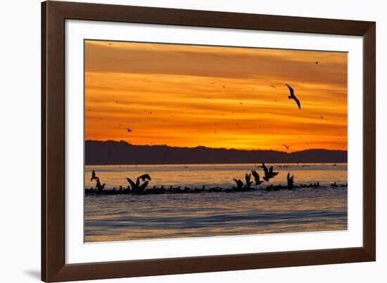 Sunrise, Isla Rasa, Gulf of California (Sea of Cortez), Baja California, Mexico, North America-Michael Nolan-Framed Photographic Print