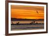 Sunrise, Isla Rasa, Gulf of California (Sea of Cortez), Baja California, Mexico, North America-Michael Nolan-Framed Photographic Print