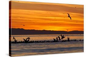 Sunrise, Isla Rasa, Gulf of California (Sea of Cortez), Baja California, Mexico, North America-Michael Nolan-Stretched Canvas