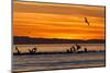 Sunrise, Isla Rasa, Gulf of California (Sea of Cortez), Baja California, Mexico, North America-Michael Nolan-Mounted Premium Photographic Print