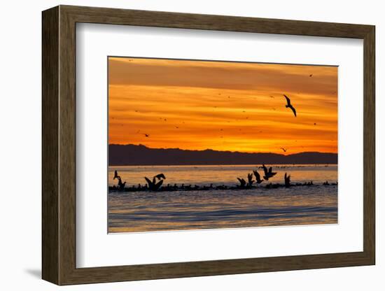 Sunrise, Isla Rasa, Gulf of California (Sea of Cortez), Baja California, Mexico, North America-Michael Nolan-Framed Photographic Print