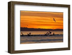 Sunrise, Isla Rasa, Gulf of California (Sea of Cortez), Baja California, Mexico, North America-Michael Nolan-Framed Photographic Print