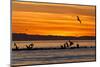 Sunrise, Isla Rasa, Gulf of California (Sea of Cortez), Baja California, Mexico, North America-Michael Nolan-Mounted Photographic Print