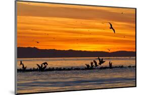 Sunrise, Isla Rasa, Gulf of California (Sea of Cortez), Baja California, Mexico, North America-Michael Nolan-Mounted Photographic Print