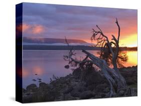 Sunrise, Lake St. Clair, Cradle Mountain Lake St. Clair National Park, Tasmania, Australia-Jochen Schlenker-Stretched Canvas