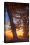 Sunrise Light and Cypress Trees, Point Reyes National Seashore-Vincent James-Stretched Canvas