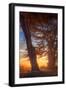 Sunrise Light and Cypress Trees, Point Reyes National Seashore-Vincent James-Framed Photographic Print