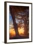 Sunrise Light and Cypress Trees, Point Reyes National Seashore-Vincent James-Framed Photographic Print