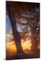 Sunrise Light and Cypress Trees, Point Reyes National Seashore-Vincent James-Mounted Photographic Print