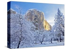 Sunrise Light Hits El Capitan Through Snowy Trees in Yosemite National Park, California, USA-Chuck Haney-Stretched Canvas