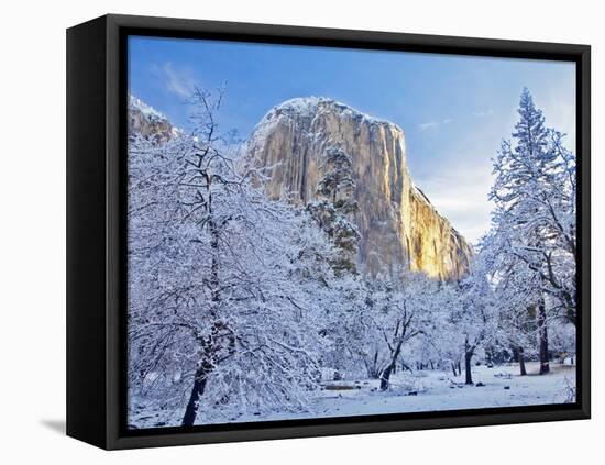 Sunrise Light Hits El Capitan Through Snowy Trees in Yosemite National Park, California, USA-Chuck Haney-Framed Stretched Canvas