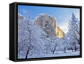 Sunrise Light Hits El Capitan Through Snowy Trees in Yosemite National Park, California, USA-Chuck Haney-Framed Stretched Canvas