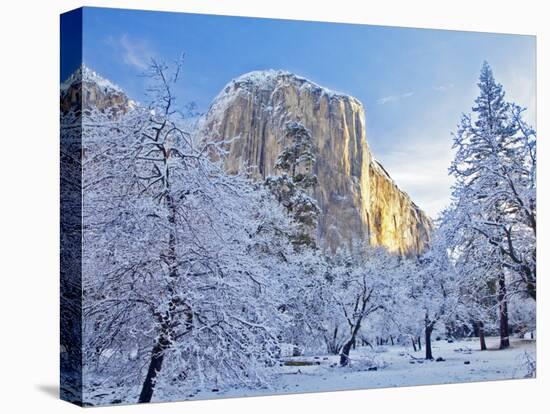 Sunrise Light Hits El Capitan Through Snowy Trees in Yosemite National Park, California, USA-Chuck Haney-Stretched Canvas