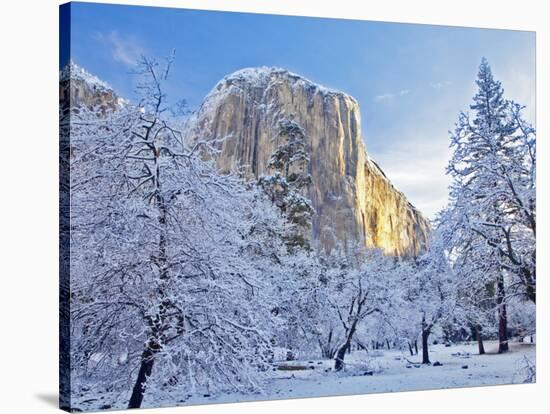 Sunrise Light Hits El Capitan Through Snowy Trees in Yosemite National Park, California, USA-Chuck Haney-Stretched Canvas